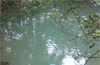 Bantwal : Woman  jumps into pond with 2 yr old kid